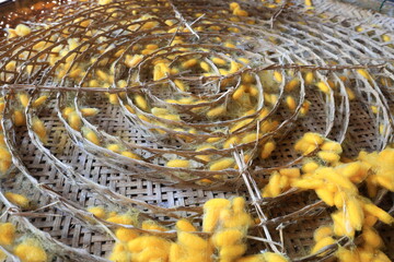 In the background of nature, the silkworm larvae spun their cocoons, producing the fine silk...