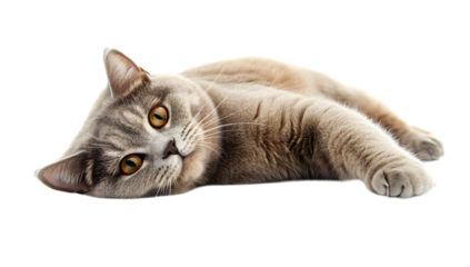 Relaxed Gray Cat with Yellow Eyes