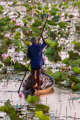 Farmer harvests Lotus Flowers at Tropeang Thmor lake in Cambodia.