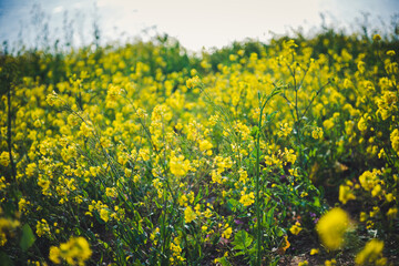 Obraz premium 유채꽃 02