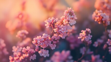 Pink Flowers in Soft Focus - Nature Photography