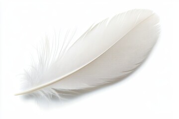 Obraz premium Clean, white feather with soft details and light shadow, highlighting its delicate texture against a plain backdrop