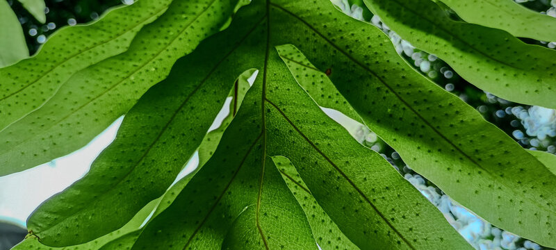 Fern leaves of the type Drynaria quercifolia which produce small round spores