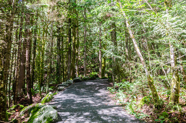 Uphill pathway leading to  the Cascade Falls located Northeast of Mission, British Columbia, Canada