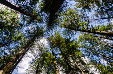Obraz premium Vertical view of large old pine trees canopy in a dense evergreen forest