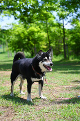 公園の中に黒い犬