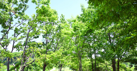 Fototapeta premium 空気をきれいにする公園の緑01