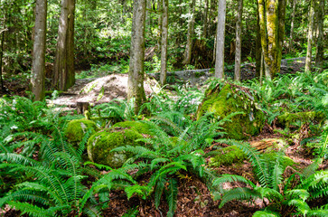 Inside a dense pine tree forest with streams, large moss covered pine trees, and bio diversity