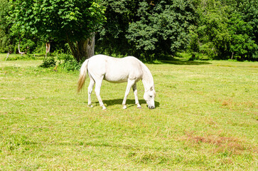 White horse grazing in a ranch with mountains in the background