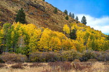 Fototapeta premium Autumn in the forest in Arizona