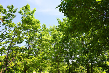 Fototapeta premium 空気をきれいにする公園の緑02