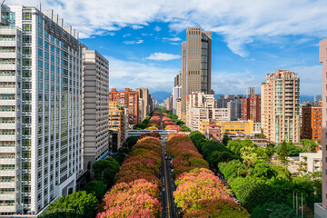 Naklejka premium Aerial view of Taipei city in Taiwan with flamegold rain tree blossom