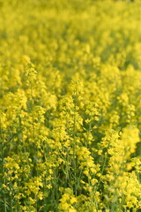 Obraz premium 真っ黄色に咲く菜の花。4月、5月に見られる春の花。