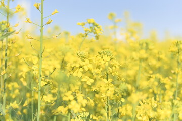 空を背景に真っ黄色に咲く菜の花。4月、5月に見られる春の花。