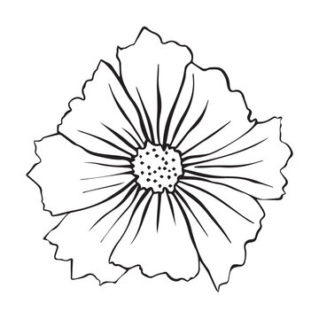 Vector illustration of cosmos flower. Cosmos flower for your design