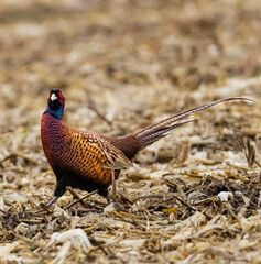 fasan, natur, wild, wild lebende tiere, tier,wildlife, 