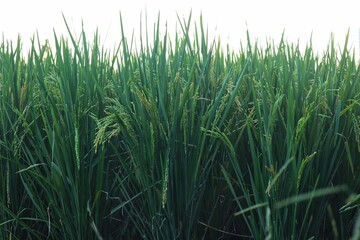 Fototapeta premium Rice plants or Oryza sativa L which are still green are in the milk ripening stage, in a rice field.
