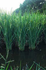 Fototapeta premium Rice plants or Oryza sativa L which are still green are in the milk ripening stage, in a rice field.