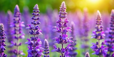 Fototapeta premium Close-up of beautiful Salvia pratensis with vibrant purple flowers in a blooming meadow, Salvia pratensis, Meadow Sage