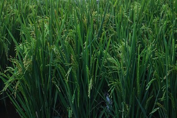 Rice plants or Oryza sativa L which are still green are in the milk ripening stage, in a rice field.