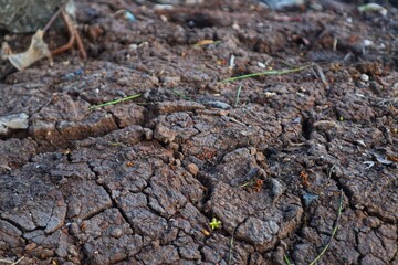The ground is cracked due to the dry season, close-up view.