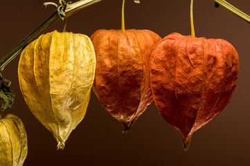 Physalis on a brown background