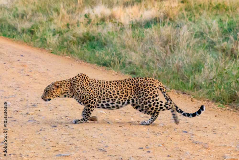 Wall mural African leopard (Panthera pardus pardus) walking in grass in Serengeti National park, Tanzania