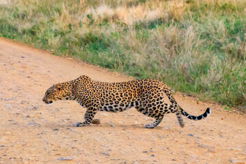 African leopard (Panthera pardus pardus) walking in grass in Serengeti National park, Tanzania