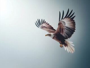 Obraz premium Majestic Brown Eagle Soaring Gracefully in the Sky