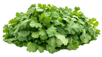 Obraz premium Fresh cilantro leaves are piled high, showcasing their vibrant green color and delicate texture, perfect for enhancing various dishes with burst of flavor