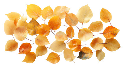 Fallen autumn leaves in vibrant shades of yellow and orange create beautiful natural pattern. leaves vary in shape and size, showcasing beauty of season