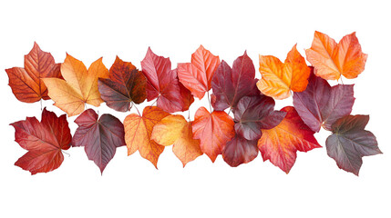 Fototapeta premium Autumn leaves in vibrant shades of red, orange, and yellow create beautiful display of seasonal change. rich colors evoke sense of warmth and nostalgia