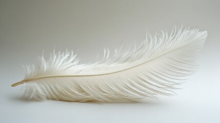 Obraz premium A Single White Feather Resting on a White Background