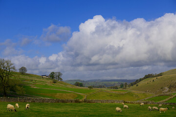 Pastures perfection, in Alstonefield, Derbyshire.