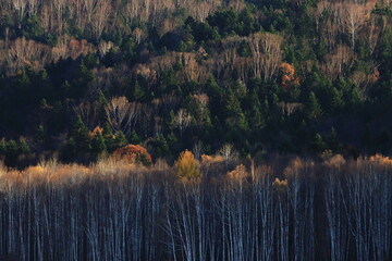 晩秋　夕日に照らされる紅葉の木々