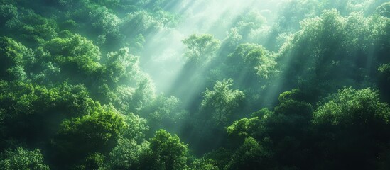 Obraz premium Sunlight Streaming Through Lush Green Forest Canopy Creating a Serene and Tranquil Natural Landscape