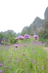 Obraz premium A field of purple flowers with a house in the background