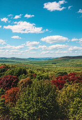 God Created All Kinds of Plants and Trees That Bear Fruit and Seeds, Illustration of Genesis
