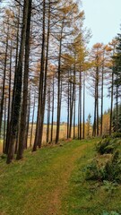Hiking trail in the autumn pine trees forest at Slieve Bloom Mountains, Forelacka, Kinnitty, Co. Offaly, nature background