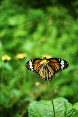 Naklejka premium Butterfly perched on a flower amidst lush greenery.