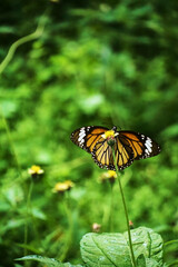 Close-up of a butterfly perched on a flower in a lush green setting.