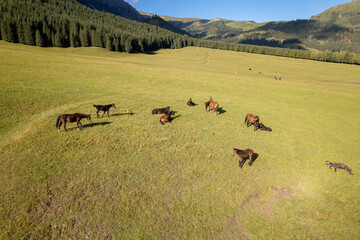 A herd of horse grazing on the meadow of a sunny valley