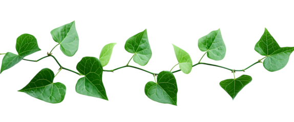 Tropical Vine Plant with Green Creeper Leaves and Liana Branches isolated on transparent background. PNG file, cut out