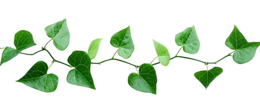Tropical Vine Plant with Green Creeper Leaves and Liana Branches isolated on transparent background. PNG file, cut out