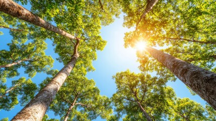 Fototapeta premium View of a forest canopy with sunlight filtering through the leaves.