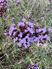 tiny light purple flowers