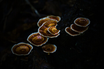 Bracket mushrooms growing on a tree in a dark forest.
