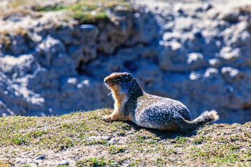 Columbian ground squirrel resting by his burrow on a meadow