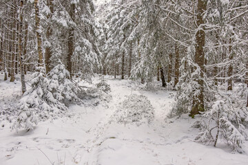 Footpath in a snowy spruce forest a cold winter day