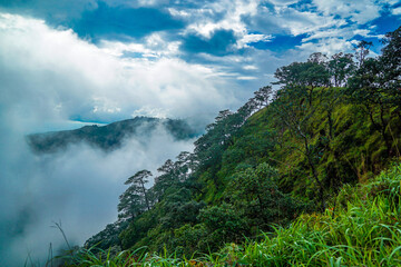 Fototapeta premium A lush forested hillside with dense green foliage under a clear sky.